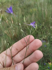 Delphinium consolida paniculatum