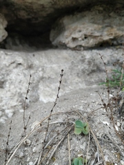 Galium verticillatum