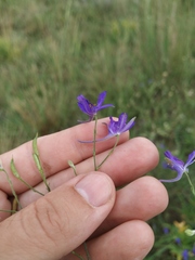 Delphinium consolida paniculatum