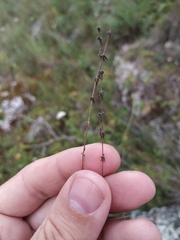 Galium verticillatum