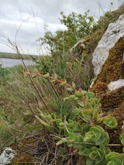 Hylotelephium maximum ruprechtii