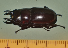 Prosopocoilus torresensis