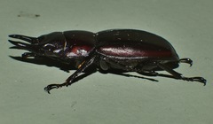 Prosopocoilus torresensis