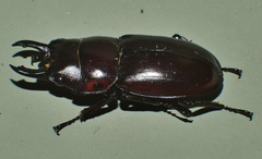 Prosopocoilus torresensis