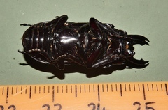 Prosopocoilus torresensis