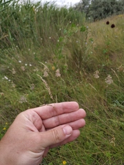 Poa angustifolia