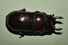 Prosopocoilus torresensis