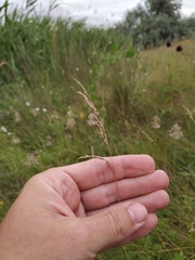 Poa angustifolia