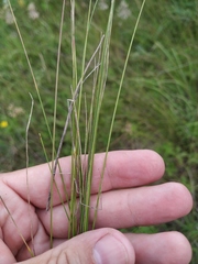 Poa angustifolia