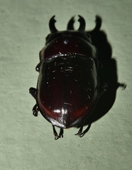 Prosopocoilus torresensis