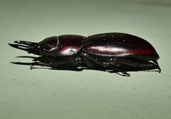 Prosopocoilus torresensis