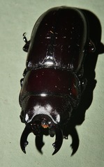 Prosopocoilus torresensis