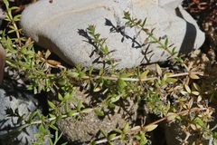 Galium murale