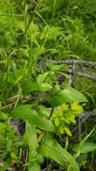 Bupleurum longiradiatum