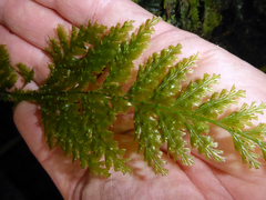 Abrodictyum dentatum