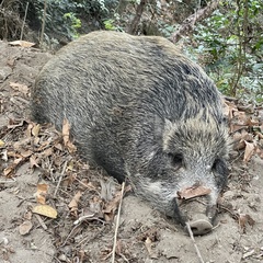 Sus scrofa moupinensis