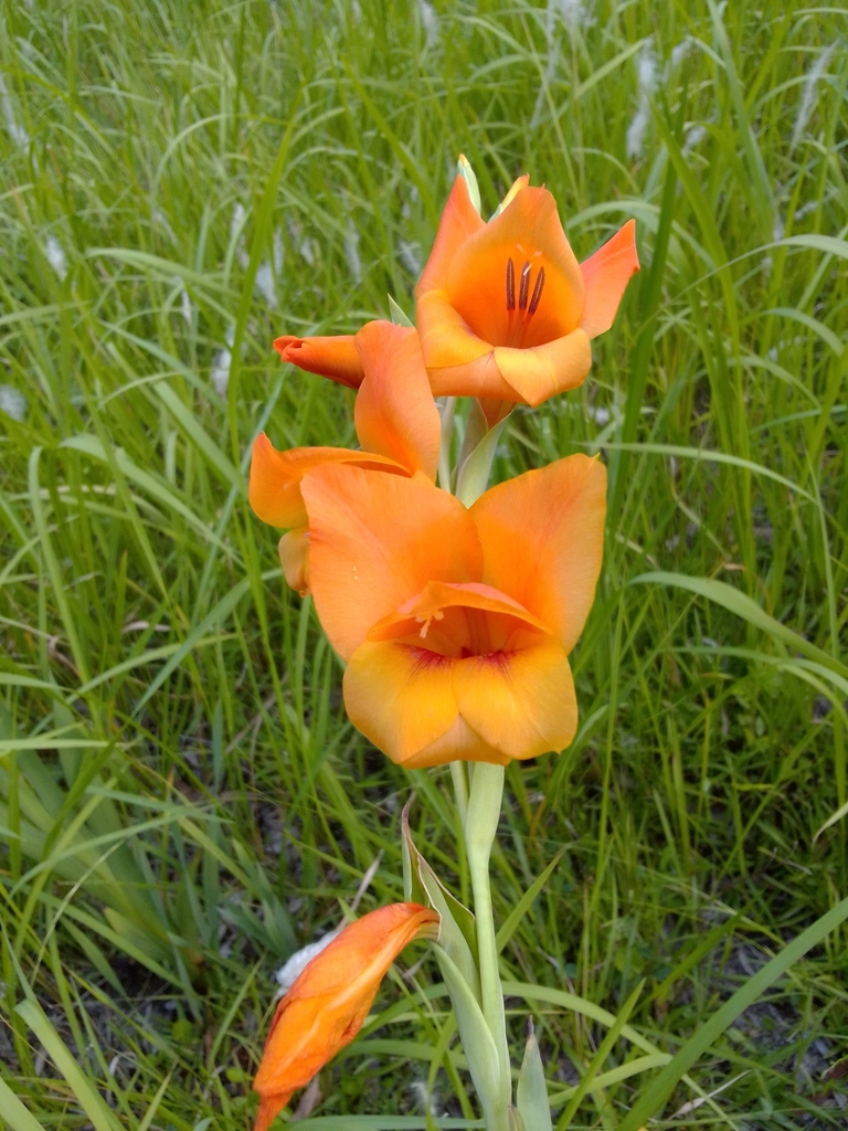 irises and allies from Mororo NSW 2469, Australia on February 3, 2021