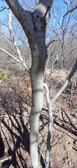 Jatropha