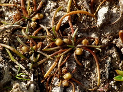 Lilaeopsis ruthiana