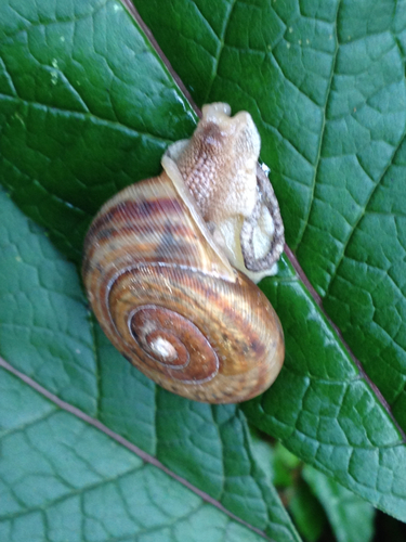 Broad-banded Forestsnail