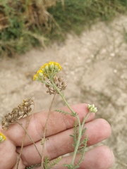 Achillea leptophylla