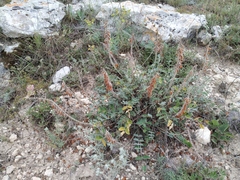 Hedysarum candidum