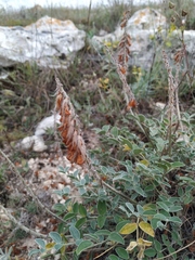 Hedysarum candidum