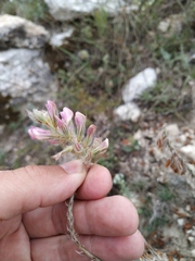 Hedysarum candidum