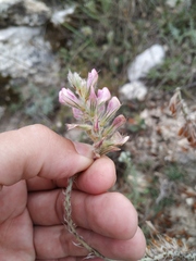 Hedysarum candidum