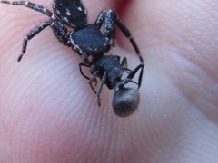Polyrhachis senilis