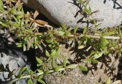 Galium murale