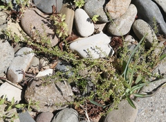 Galium murale