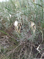 Astragalus ucrainicus
