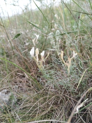 Astragalus ucrainicus