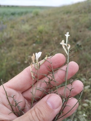 Astragalus ucrainicus