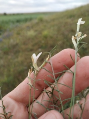 Astragalus ucrainicus