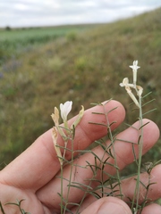 Astragalus ucrainicus
