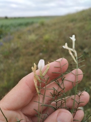 Astragalus ucrainicus