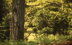 Abies cephalonica