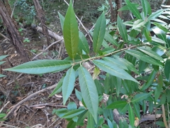 Photinia davidiana
