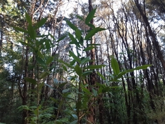 Photinia davidiana