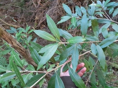 Photinia davidiana