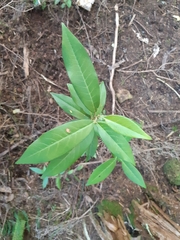 Photinia davidiana