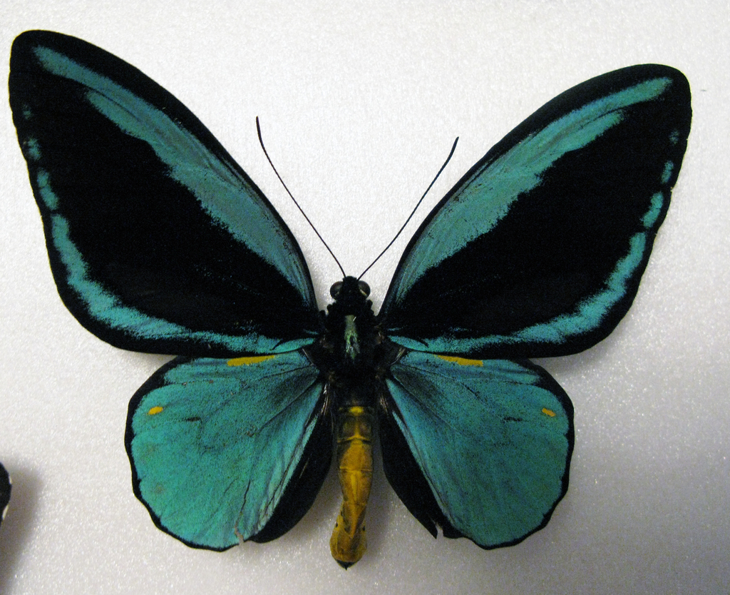 Obi Island Birdwing