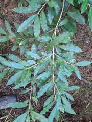 Photinia davidiana