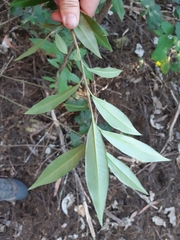 Photinia davidiana