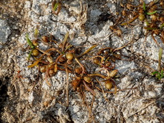 Lilaeopsis ruthiana