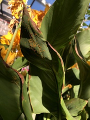 Puccinia thaliae