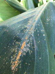 Puccinia thaliae