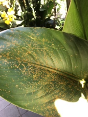 Puccinia thaliae